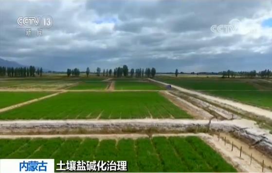 蒙树最新，绿色革命的先锋与未来生态的守护者